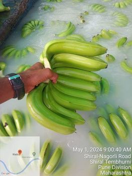 Cheap Price Organic Fresh Bananas Green Cavendish for Export Wholesale Price From Vietnam Suppliers - AL JABLI TRADING COMPANY LIMITED - Tanzania