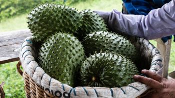 Fresh Organic Soursop Fruit Premium Quality Buy Now With Fast Delivery Wholesale Option For Best Taste - JMB  - Canada