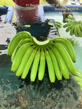 G9 Cavendish bananas - Vaishnavi food works  - India