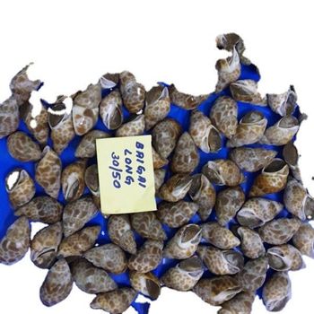 BABYLONIA SPP Content NA Style FROZEN Packaging Bag Brand Name AST Ingredients NA Weight (kg) 20 Model Number NA Drying Process - AMAZE SEAFOOD TRADE - India