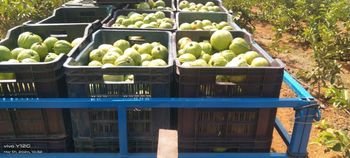 Guava fruits Season August To April Cultivation Type Our farm Chemical Usage Only 20 Percentage Color Good Shape And Size And Color Also, White - Nanda fruits - India