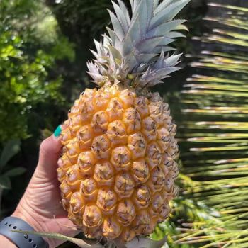 Cheapest Price Fresh Pineapple Export from Vietnam - Newest Crop & Best Quality Fresh Fruit – product photo, Pineapple Fruit Powder products found from trusted suppliers, wholesalers, manufacturers & exporters Listing