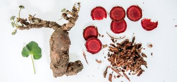 Pelargonium Sidoides from BIOTRADE NATURALS Pelargonium Sidoides - BIOTRADE NATURALS - Lesotho