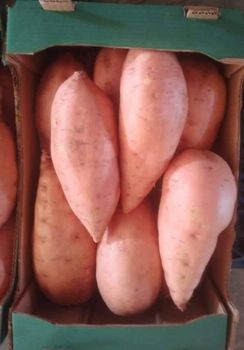 Sweet potato Color Orange Origin Egypt - Tag international export and import company - Bulgaria