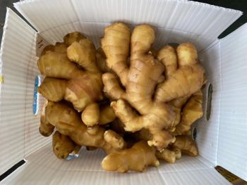 Fresh / Air Dried Chinese Ginger for Export with High Quality - Super vegetables and fruits CO - China