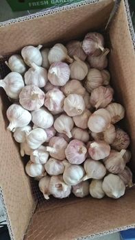 WHITE GARLIC - F&LI International Group - Spain