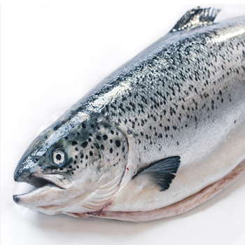 Premium Wholesale Organic Vacuum Packed High Quality Seafood pink Salmon Frozen Fish Whole Gutted Headless from CPW TRADE LTD Premium Wholesale Organic Vacuum Packed High Quality Seafood pink Salmon Frozen Fish Whole Gutted Headless - CPW TRADE LTD - United Kingdom