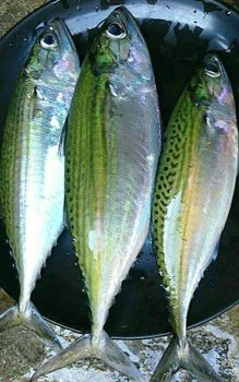 BEST QULAITY FROZEN INDIAN MACKEREL WHOLE - AMAZE SEAFOOD TRADE - India