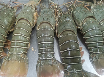 LOBSTER/BLACK TIGER PRAWN Type Lobster/Prawn Packaging Cold - TOSI TRADE PTE. LTD. - Singapore