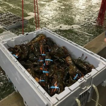 Organic Live Canadian Lobster Naturally Harvested Fresh Seafood Full Of Rich Flavor Perfect For Seafood Enthusiasts - TRADECENTRIC LLC - United States
