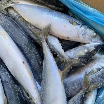 Frozen Mackerel Fish Selected Whole Round Catch Delivering 98% Natural Quality For International Seafood Buyers – product photo, Whole Round Mackerel products found from trusted suppliers, wholesalers, manufacturers & exporters Listing