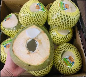 Green young coconut - NEXT international inc. - Japan