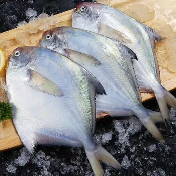 冰鲜鲳鱼 - SHANGHAI JUNYANG AQUATIC PRODUCTS CO.,LTD. - China