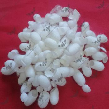 Silkworm Cocoon - Nisha Silk Exports - India