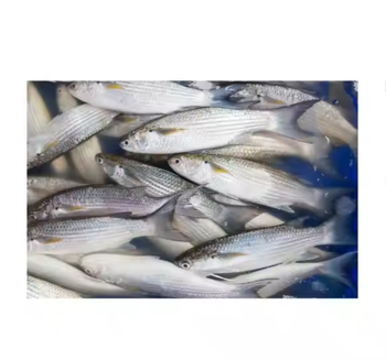 Frozen Horse Mackerel – Whole Round / HGT, IQF Processed, Wholesale Export Seafood Supply - TRADE NEPAL LLC - United States
