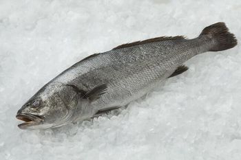 Wholesale Corvina Glazing 5 – 10% Moisture Content 75 – 80% Odor Fresh Sea Smell, Free From Off-odors Skin Color Silver-gray With Metallic - BF GLOBAL TRADING (PTY) LTD - South Africa