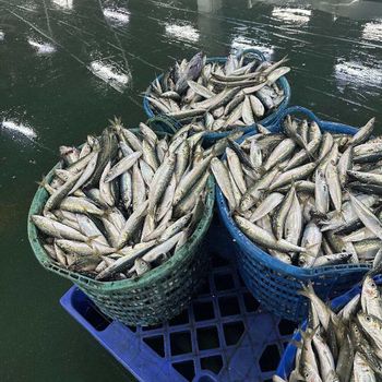 Frozen Atlantic Mackerel Fish Premium Frozen Marine Catch For Seafood Merchants And International Buyer Demand - TOSOH INTERNATIONAL - South Africa
