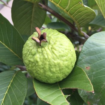 Guava - Smarttech - India