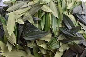 Himalayan Bay Leaves Flavor Complex And Earthy Aroma Distinctive And Vibrant Place of Origin India, Himalayas Harvest Method Sustainably Harvested - Advaita Unfied Matrix (A.U.M) Pvt Ltd - India