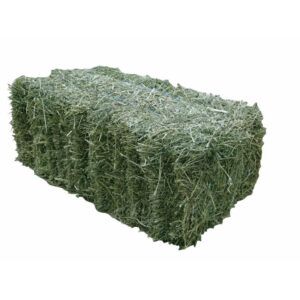 Alfalfa Hay (Lucerne) Green Alfalfa Hay (Lucerne) – High Digestibility Feed Bulk Alfalfa Hay (Lucerne) for Cattle, Horses & Sheep - FK GLOBAL TRADING - Netherlands