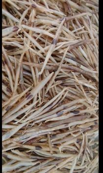 DRIED EEL FISH MAW (50c) - NAAGINA EXPORTS - India