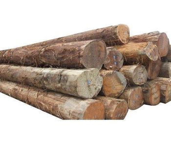 Beech logs 3m+/30cm+ FOR SALE from SuMa Wasserbetten GmbH Beech logs 3m+/30cm+ FOR SALE - SuMa Wasserbetten GmbH - Germany