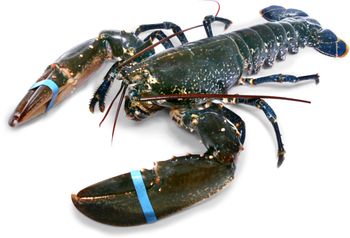 Competitive Price Live Lobster / Lobster Tails From Thailand Wholesale in Bulk for Export from TRADECENTRIC LLC Competitive Price Live Lobster / Lobster Tails From Thailand Wholesale in Bulk for Export - TRADECENTRIC LLC - United States