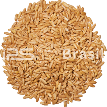 Wheat – Human Consumption or Livestock Grade – Various Origins - IPS Brasil - Australia