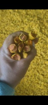Turmeric - Keshwari masale - India