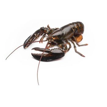 Premium live lobster offered at wholesale price for international seafood importers - BMU TRADING GMBH - Germany