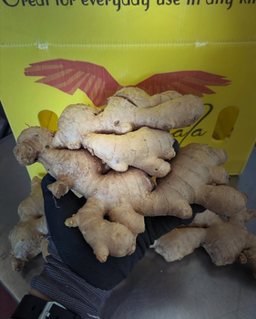 BEST WHOLE GINGER BRAND MACALA EVERYDAY USE GINGER 13Kg PACKAGING - Sosa Merchant Solutions - Austria