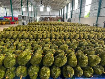 Premium Vietnamese Fresh & Frozen Durian Supply for Global Export - TUAN TU VIETNAM CO., LTD - Vietnam