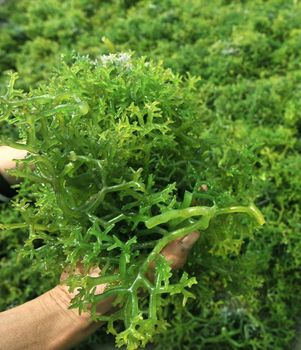 Carrageenan - MEME GROUP COMPANY LTD - Cameroon