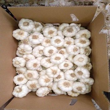 Top Selling Wholesale Garlic Premium Quality Bulk Supply Food Grade Ready to Ship Export from EAST LAND PROPERTIES Top Selling Wholesale Garlic Premium Quality Bulk Supply Food Grade Ready to Ship Export - EAST LAND PROPERTIES - Tanzania