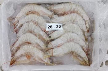 White shrimp - PT samodra berkah Indonesia - Indonesia
