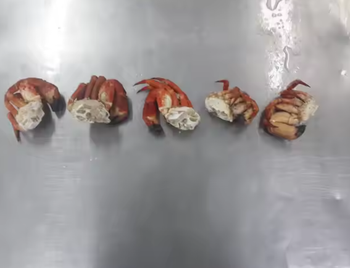 Frozen Crab - PT MERAKI CIPTA RASA - Indonesia