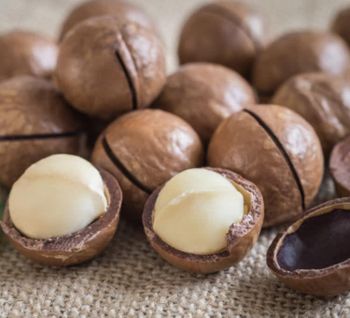 100% Natural Organic Whole Macadamia Kernels Raw Dried Creamy Taste Macadamia Nuts Vacuum Pack from EAST LAND PROPERTIES 100% Natural Organic Whole Macadamia Kernels Raw Dried Creamy Taste Macadamia Nuts Vacuum Pack - EAST LAND PROPERTIES - Tanzania
