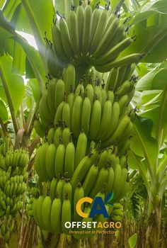 CAVENDISH BANANA FRESH GRADE A – product photo, Fresh Cavendish Bananas products found from trusted suppliers, wholesalers, manufacturers & exporters Listing