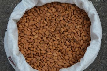 Almond NUTS - AFRIVET TRADING SERVICES - South Africa
