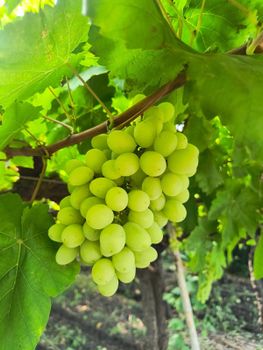 Fresh Thompson seedless table grapes from India, 17°+ brix sugar, 16+ mm size, origin India, colour green. 2,500 corrugated boxes - containing 10 punnets of 500gm each. total- 12500 Kg. - Sarvesh international - India