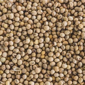 Soybean Seed For Food Featuring 99% Purity Excellent Protein Content And Carefully Managed Post Harvest Handling - TOSOH INTERNATIONAL - South Africa