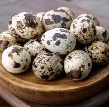 Wholesale Fresh Quail Eggs – High-Quality Fertile & Table Eggs - TRADE NEPAL LLC - United States