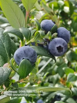 fresh blueberrie pure sweet from Hangzhou Rixin Supply Chain Management Co.,Ltd. fresh blueberrie pure sweet - Hangzhou Rixin Supply Chain Management Co.,Ltd. - China