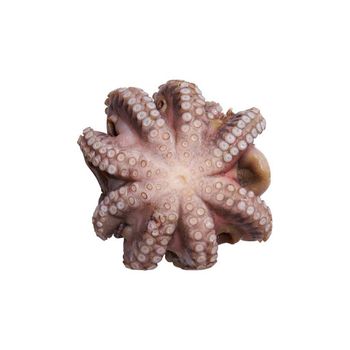 Bulk supply Frozen Whole Octopus wholesale affordable price nutritious frozen seafood - Medcompex Gmbh - United Kingdom