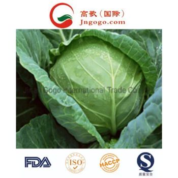 Super Quality Fresh Cabbage Fresh Green Cabbage Manufacture From China - Jinan Gogo International Trade Co., Ltd. - China
