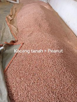 Peanut Form Whole Origin Indonesia Degree of Processing Natural - CV. Sekawan Cipta Dinar - Indonesia