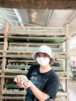 Quail Eggs Type Organic Free Range Source Organic, Free-range Packaging Quantity 1,000 Eggs Per Pallet Feeding Practice Natural Feeding Practices - Risk - United States