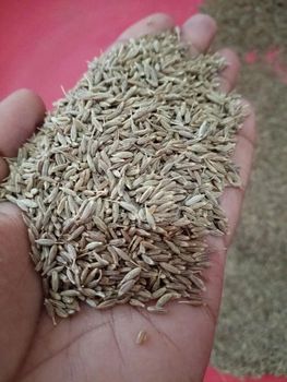 Cumin - Green aura - India