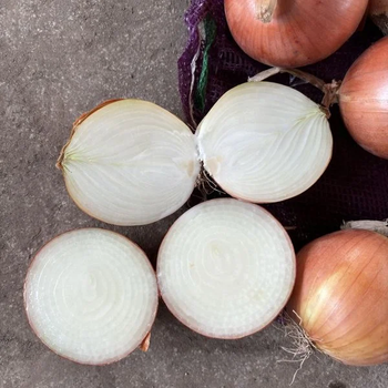 Fresh Mixed Onions – Red, Yellow, White and Shallot Export Supply from FK GLOBAL TRADING Fresh Mixed Onions – Red, Yellow, White and Shallot Export Supply - FK GLOBAL TRADING - Netherlands