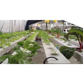 Agg Nft System Hydroponics Channel Growing System Efficient Water Circulation for Irrigation & Hydroponics Equipment for Tomato and Strawberry - Anhui Tpack Import&Export Co., Ltd - China